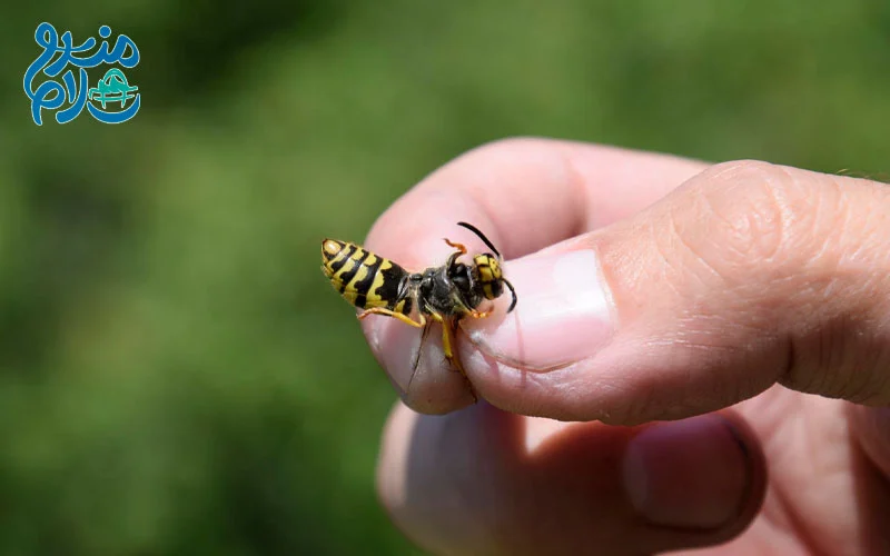 درمان زنبور گزیدگی با روغن مگس